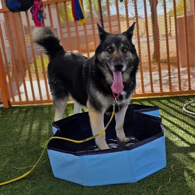 An adult extra large-sized male German Shepherd Dog dog named Gale for adoption in Las Vegas, NV