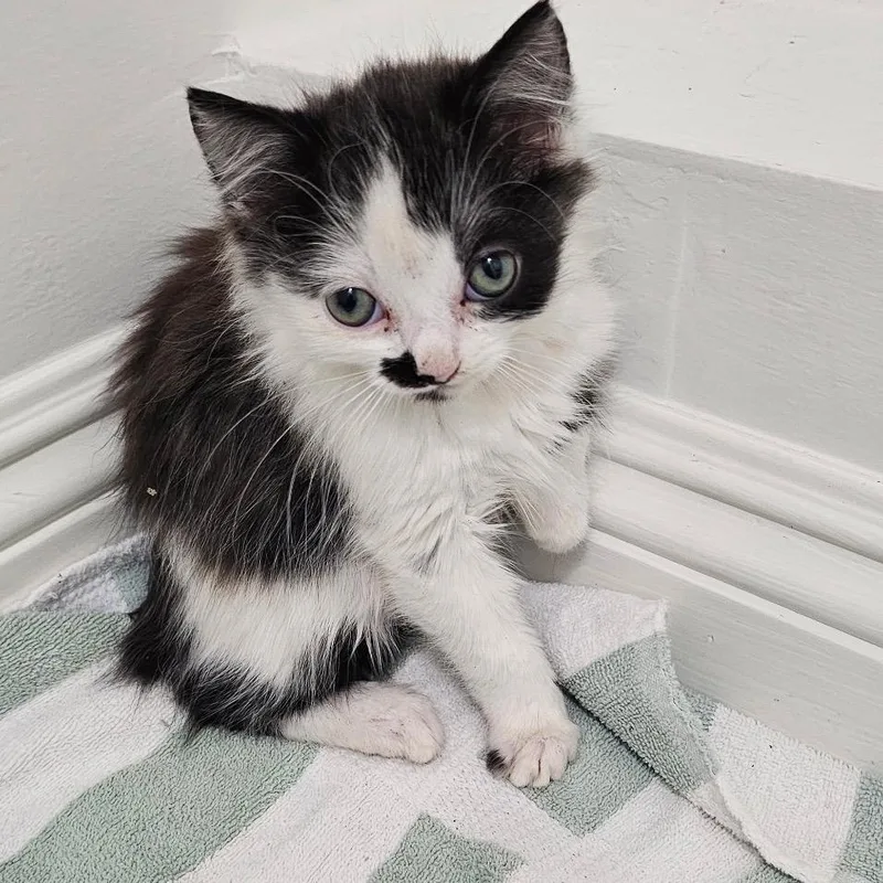 Roscoe