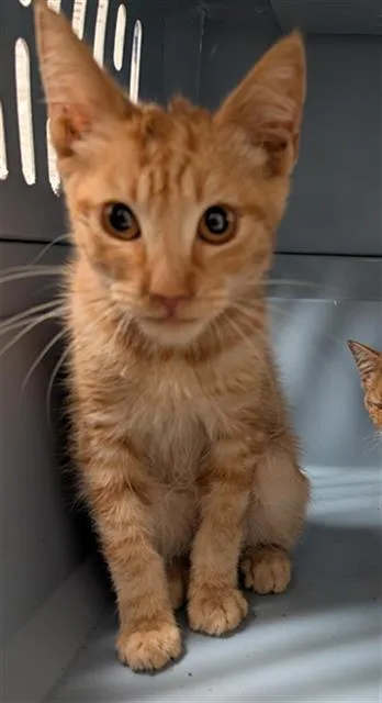A baby small-sized male Domestic Short Hair cat named Tom for adoption in Bakersfield, CA