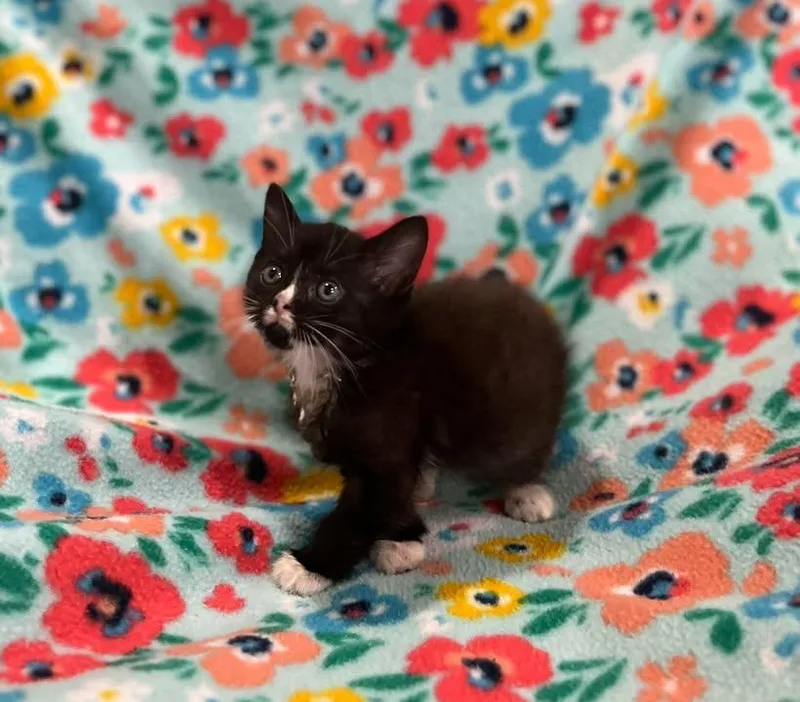 A baby small-sized male Domestic Short Hair cat named Shrek for adoption in Effingham, IL