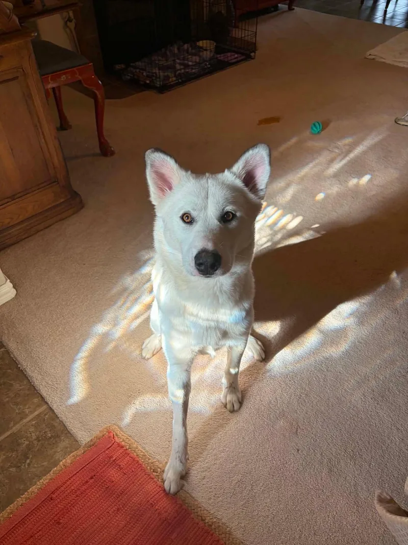 Nova