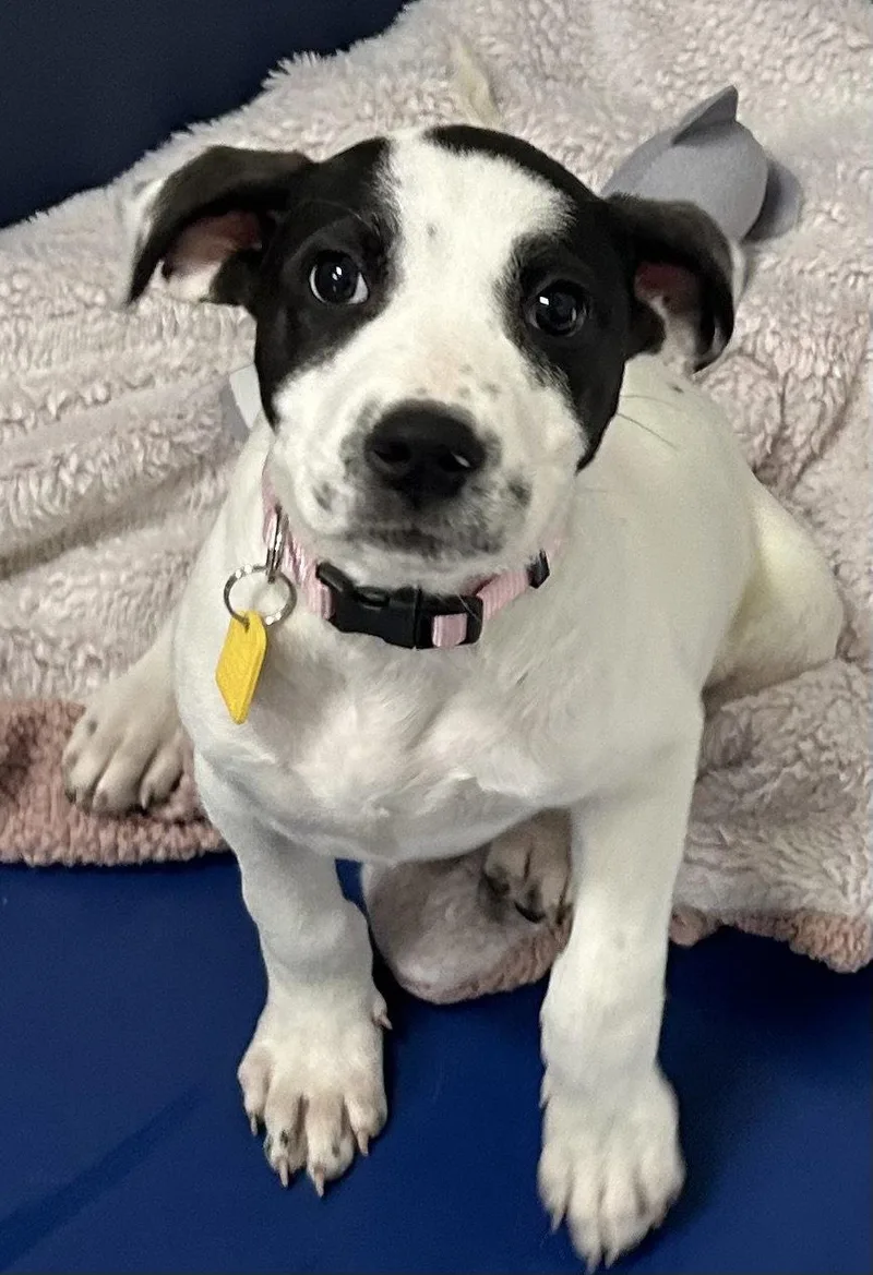 A young medium-sized female Labrador Retriever dog named Emira  Months Old for adoption in Sterling, MA