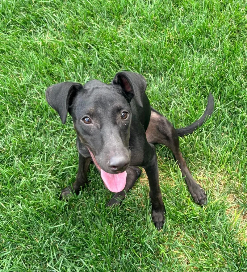 A young medium-sized female Labrador Retriever dog named Rue for adoption in Salt Lake City, UT