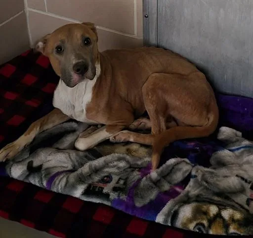 A young medium-sized male Pit Bull Terrier dog named Kip for adoption in Dayton, OH