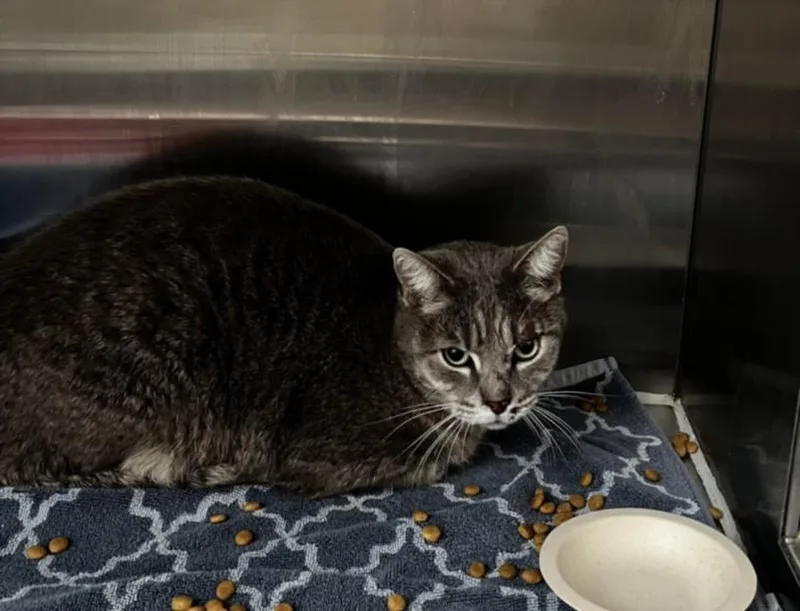 An adult small-sized male Domestic Short Hair cat named Mel for adoption in Tracy, CA