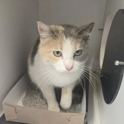 A young medium-sized female Dilute Calico Domestic Short Hair cat named Elizabeth for adoption in Phoenixville, PA