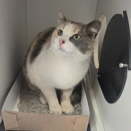 Elizabeth thumbnail 2