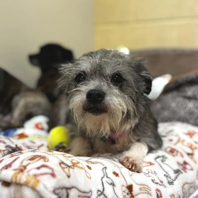 A senior small-sized female Black Chihuahua dog named Blossom for adoption in Lynchburg, VA