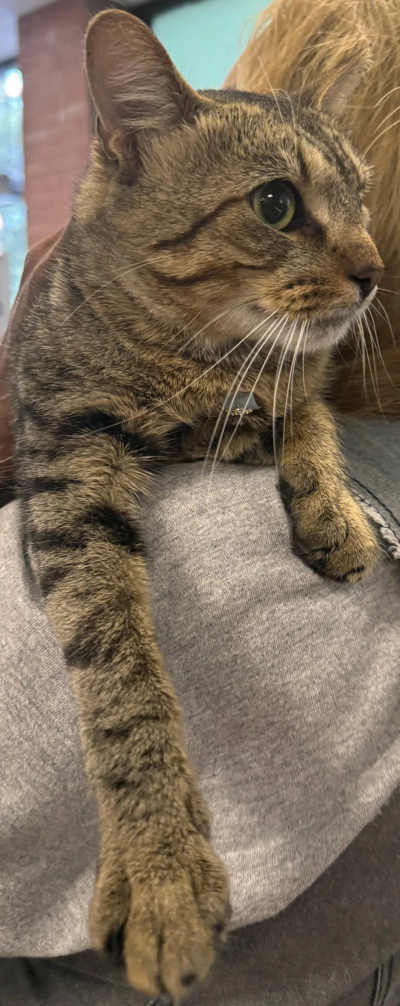 A young medium-sized male Domestic Short Hair cat named Grady for adoption in Brooklyn, NY