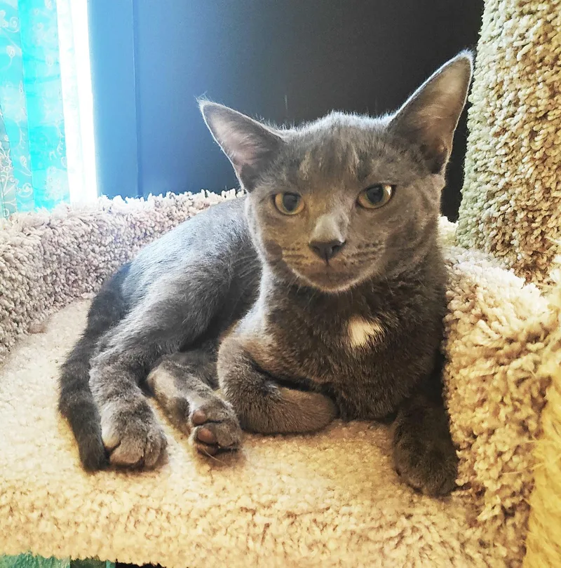 A young medium-sized female Gray / Blue / Silver Domestic Short Hair cat named Cinder for adoption in Philadelphia, PA