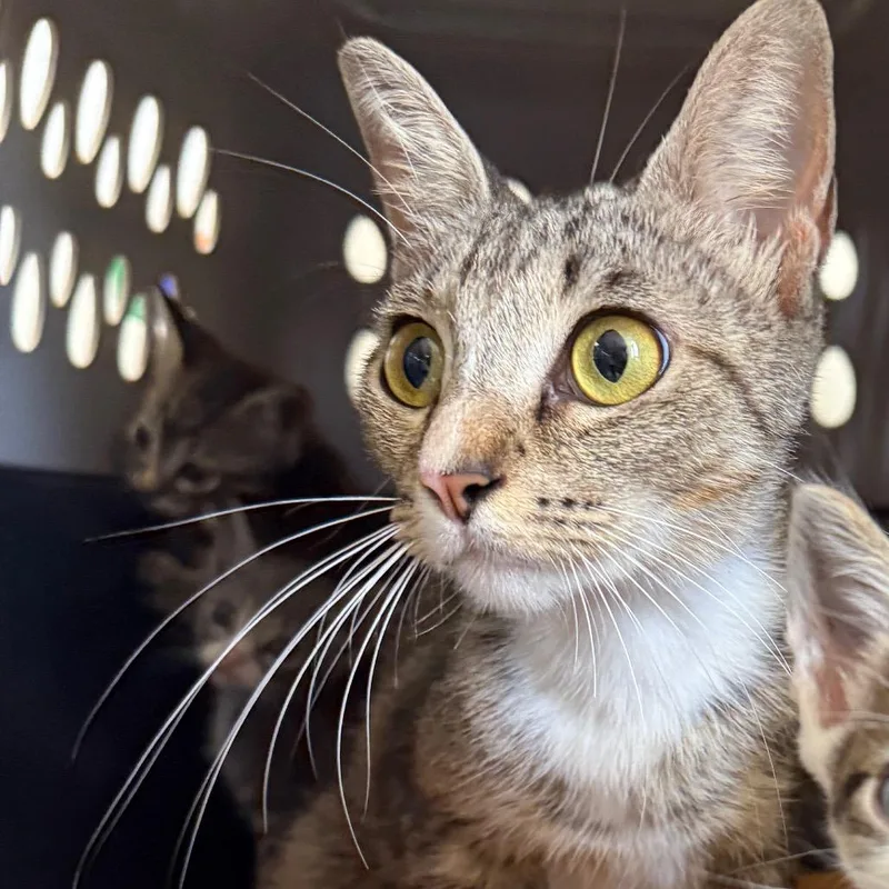 A young medium-sized female Brown / Chocolate Domestic Short Hair cat named Esperanza for adoption in Houston, TX