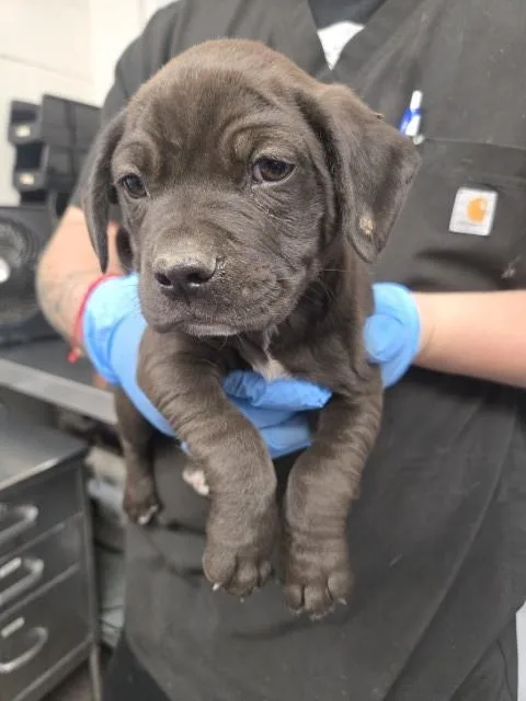 A baby small-sized male Pit Bull Terrier dog named Milo for adoption in San Bernardino, CA