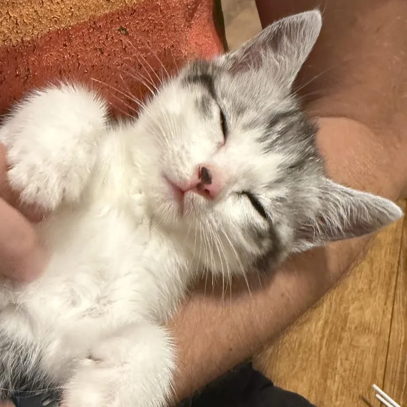 A baby small-sized male Gray / Blue / Silver Domestic Short Hair cat named Momo for adoption in Pleasanton, CA