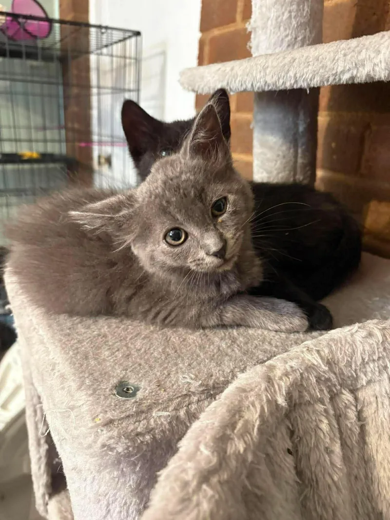 A baby medium-sized male Gray / Blue / Silver Domestic Medium Hair cat named Colt for adoption in Aberdeen, NC