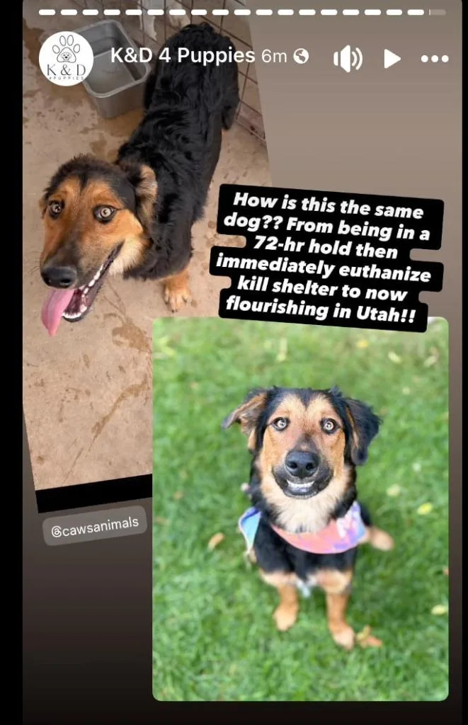 A young medium-sized female Australian Shepherd dog named Jolene "Jojo for adoption in Salt Lake City, UT