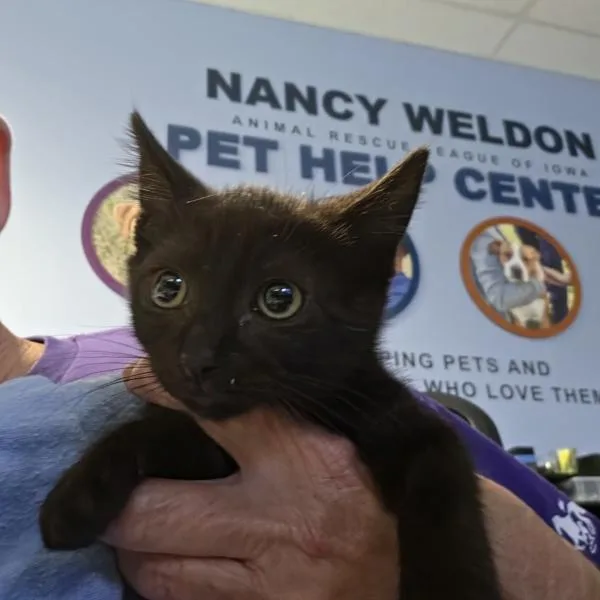 A baby small-sized male Domestic Short Hair cat named Chuck for adoption in Des Moines, IA
