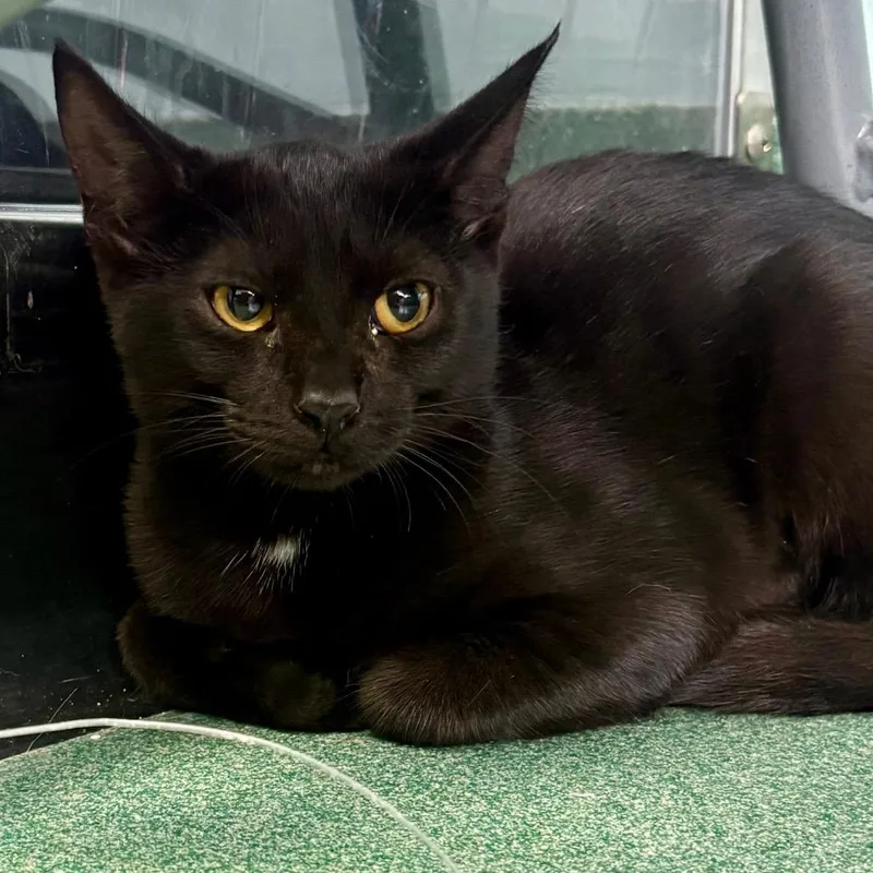 A young medium-sized female Black Domestic Short Hair cat named Zahara for adoption in New Fairfield, CT
