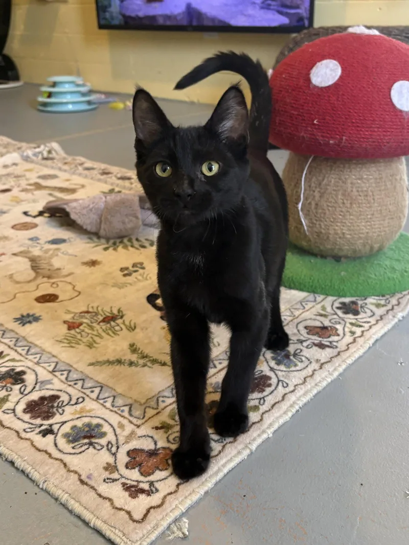 A baby medium-sized male Black Domestic Short Hair cat named Woody for adoption in Phoenix, AZ