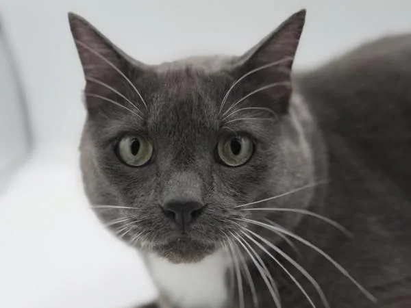 An adult small-sized male Domestic Short Hair cat named Sebastian for adoption in Portland, OR