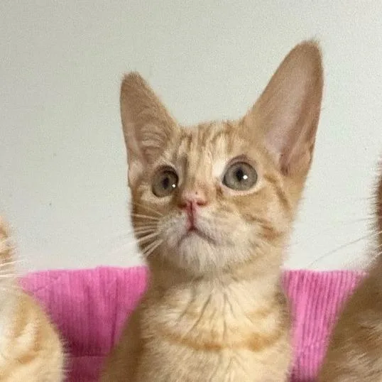 A baby small-sized female Orange / Red Domestic Short Hair cat named Toph for adoption in Waynesboro, PA
