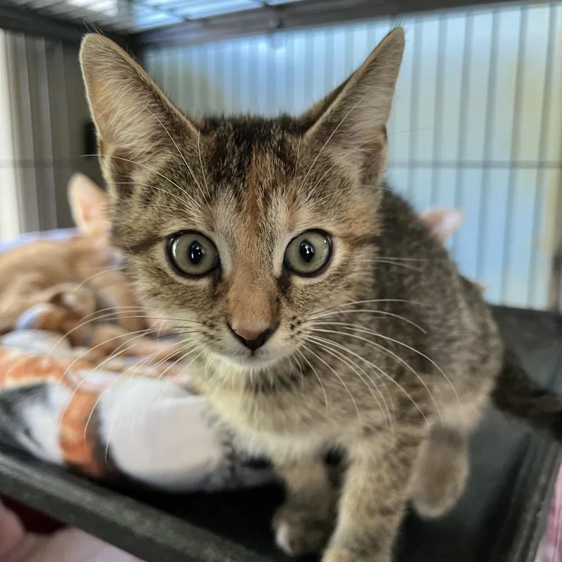 A baby small-sized female Torbie Domestic Short Hair cat named Cinnamon for adoption in Sarasota, FL