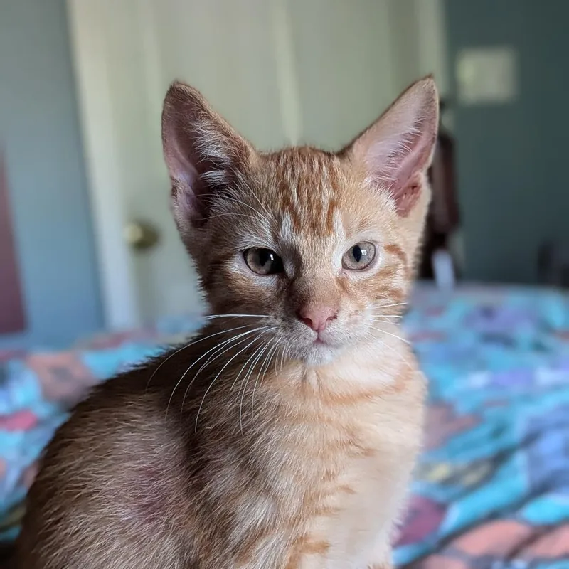 A baby small-sized male Orange / Red Domestic Short Hair cat named Mango for adoption in Columbia, MO