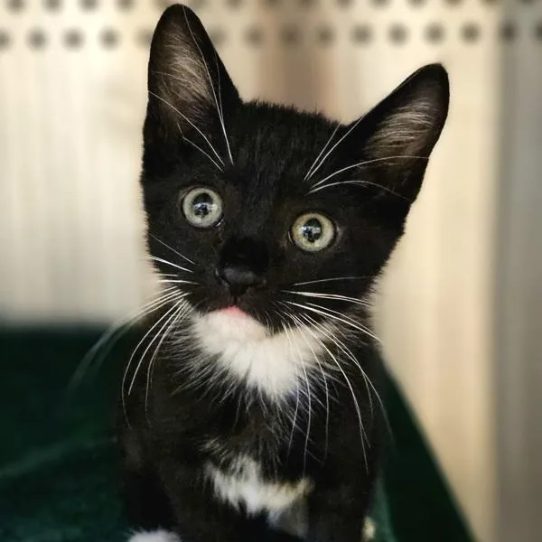 A baby small-sized female Domestic Short Hair cat named Cinderella for adoption in Oakland, CA