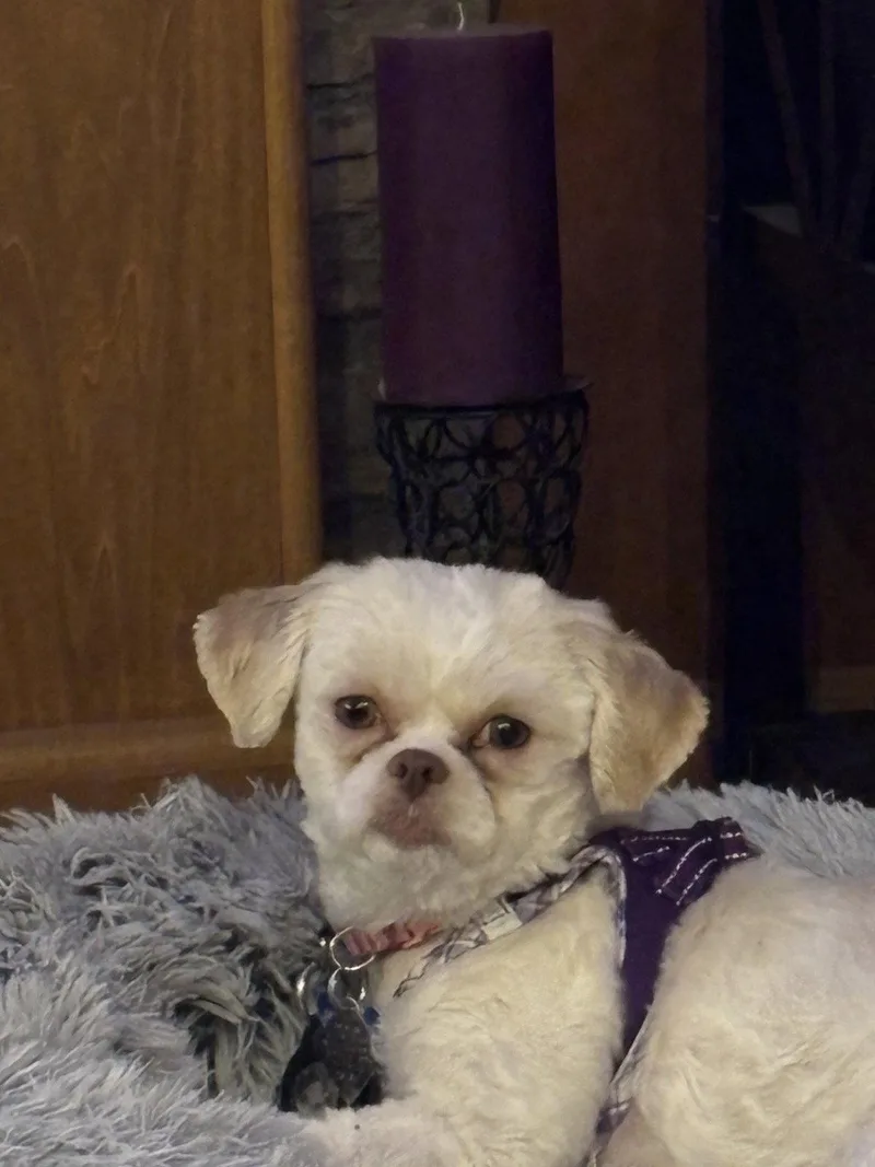 A young small-sized female Maltese dog named Wynterarr for adoption in Pataskala, OH