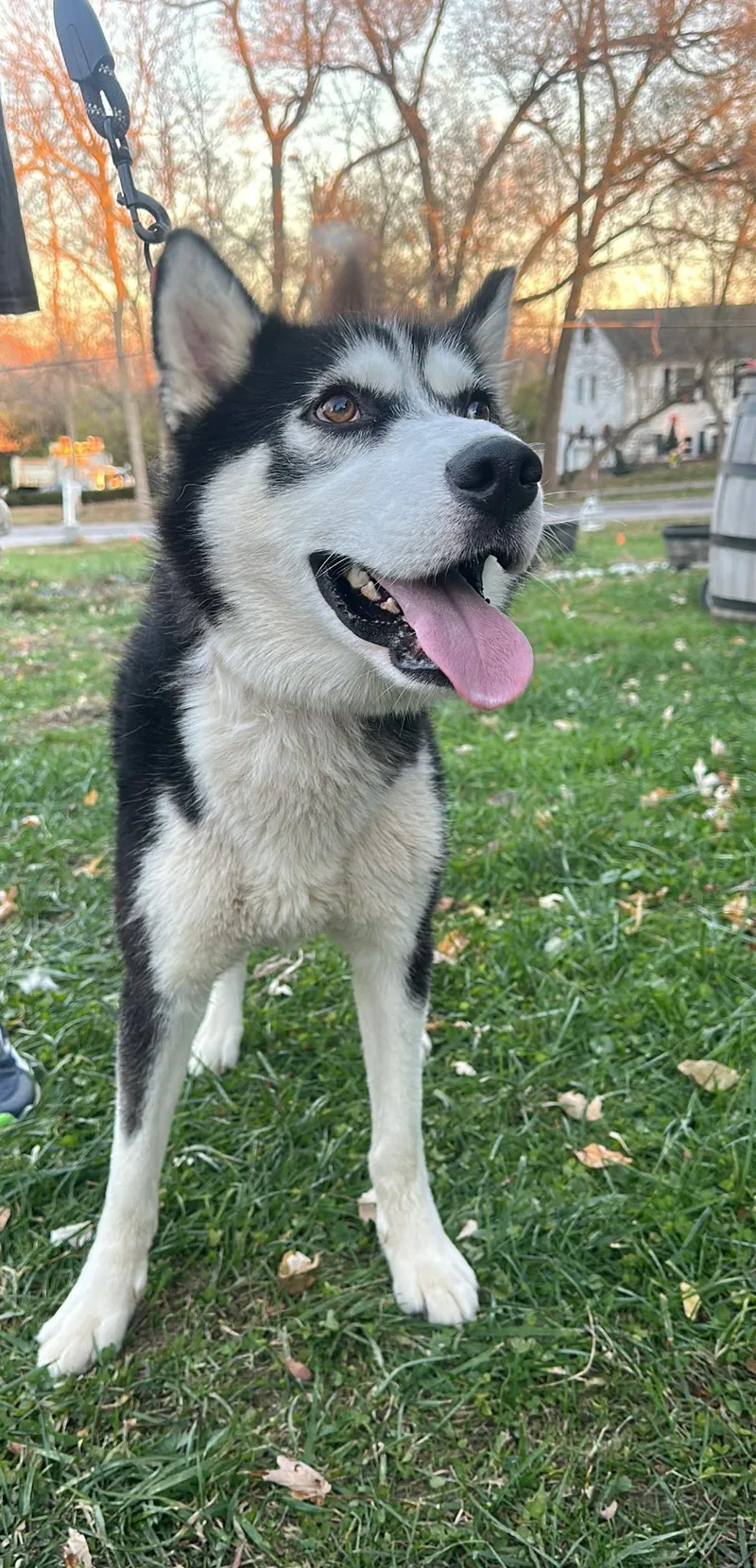 Sebastian! Excited Silly Goober! thumbnail 3