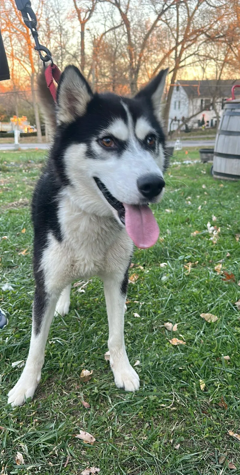 Sebastian! Excited Silly Goober! thumbnail 6