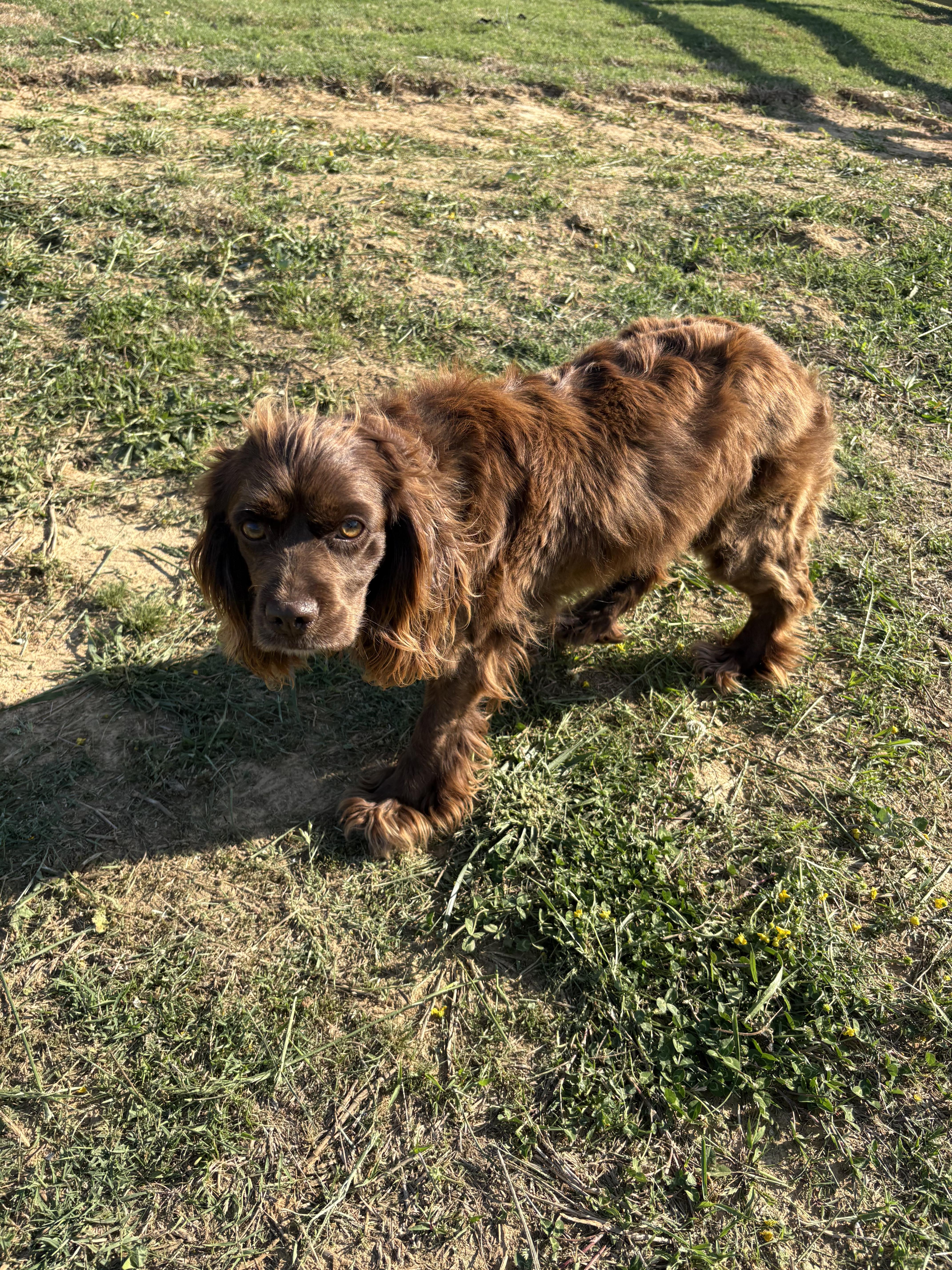 A young small-sized female Brown / Chocolate Cocker Spaniel dog named Eleanor for adoption in Cordova, TN
