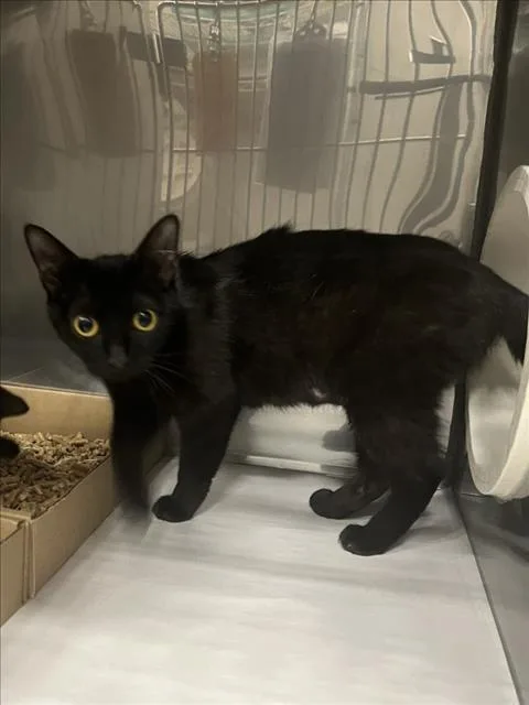 A young large-sized female Black Domestic Short Hair cat named Mango for adoption in Woodland, CA