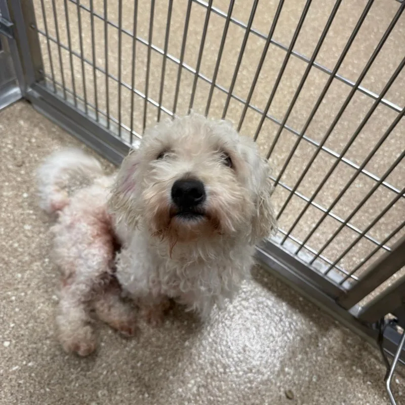 An adult small-sized male White / Cream Poodle dog named Turtle for adoption in Sonoma, CA