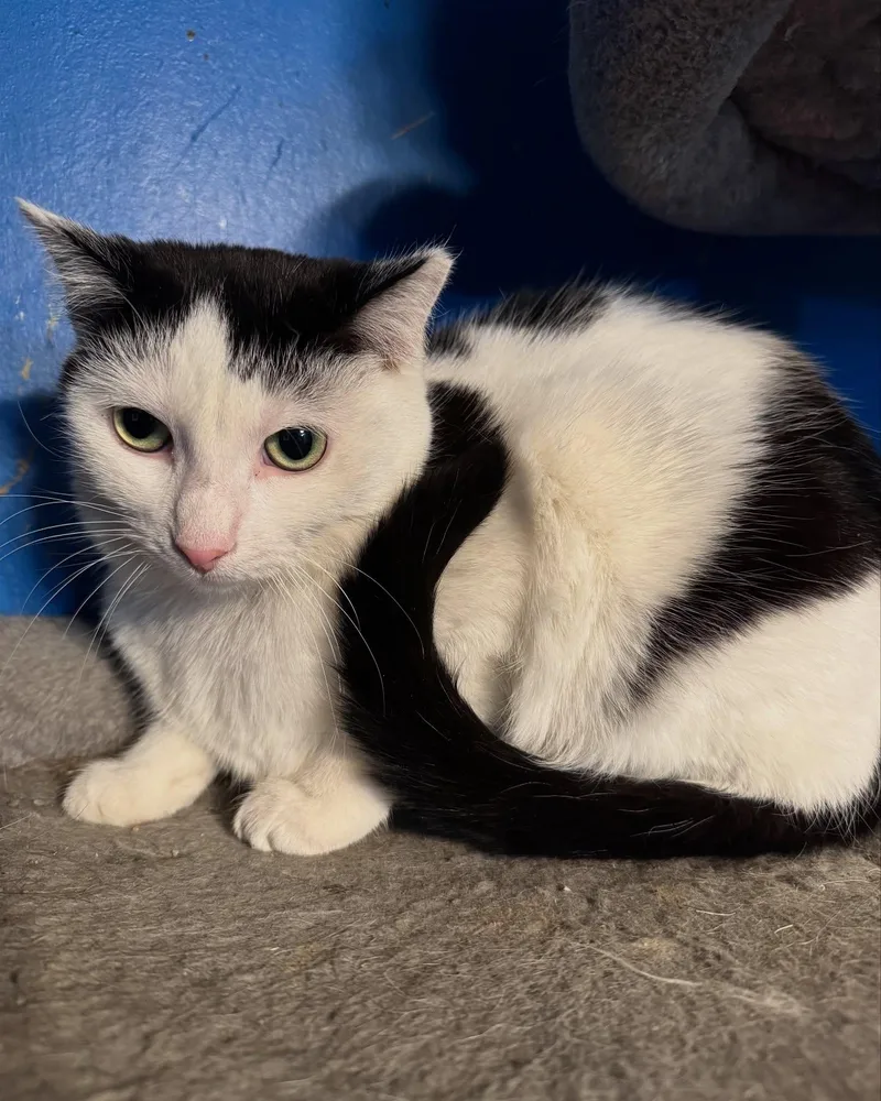 Lilo Shy thumbnail 2