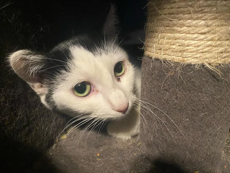 Lilo Shy thumbnail 5