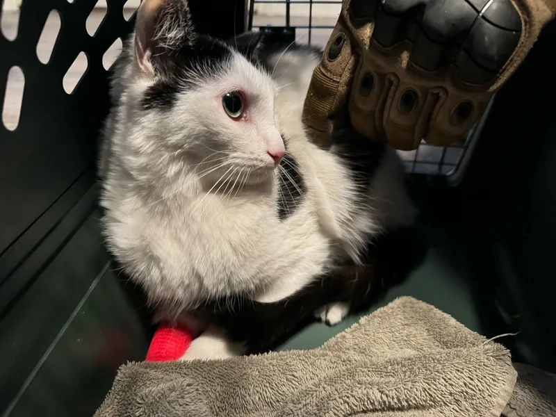 Lilo Shy thumbnail 6