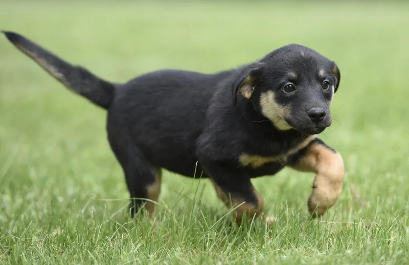 A baby medium-sized female Labrador Retriever dog named Sophie for adoption in Mechanicsburg, PA