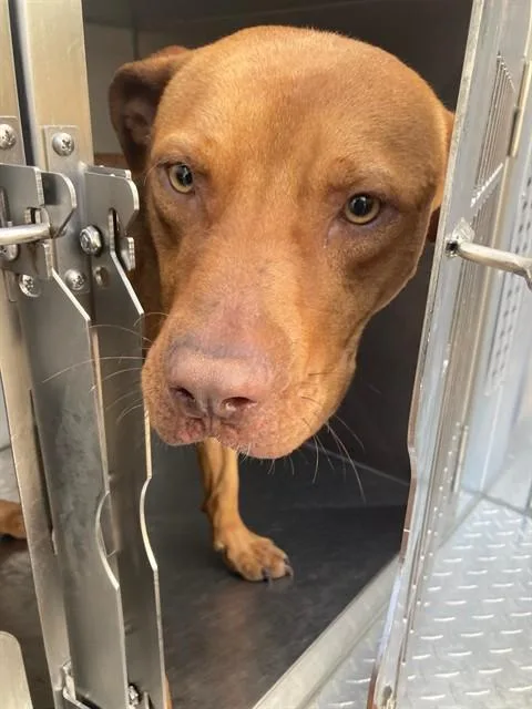 A young large-sized male Pit Bull Terrier dog named Pooh for adoption in Dallas, TX