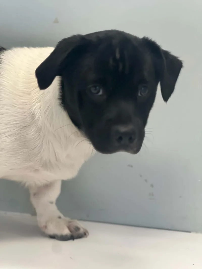 A baby small-sized female Terrier dog named Clover for adoption in Houston, TX