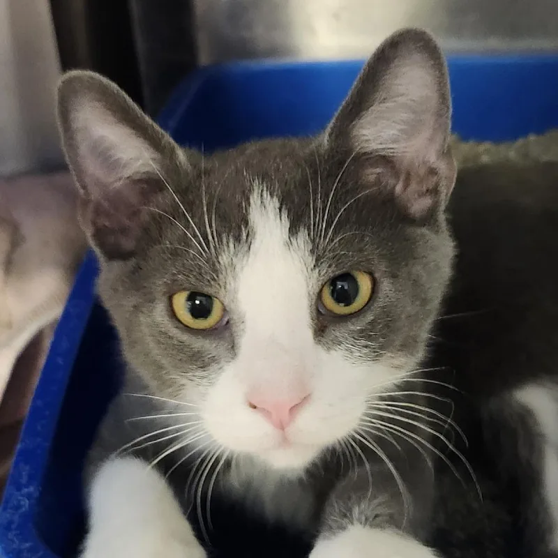 A baby small-sized male Domestic Short Hair cat named Zion for adoption in Columbia Station, OH