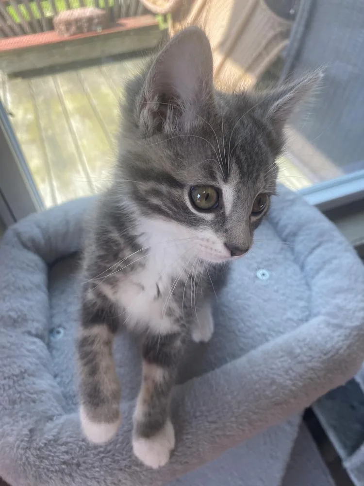 A baby small-sized male Gray & White Domestic Short Hair cat named Buck for adoption in Westfield, WI