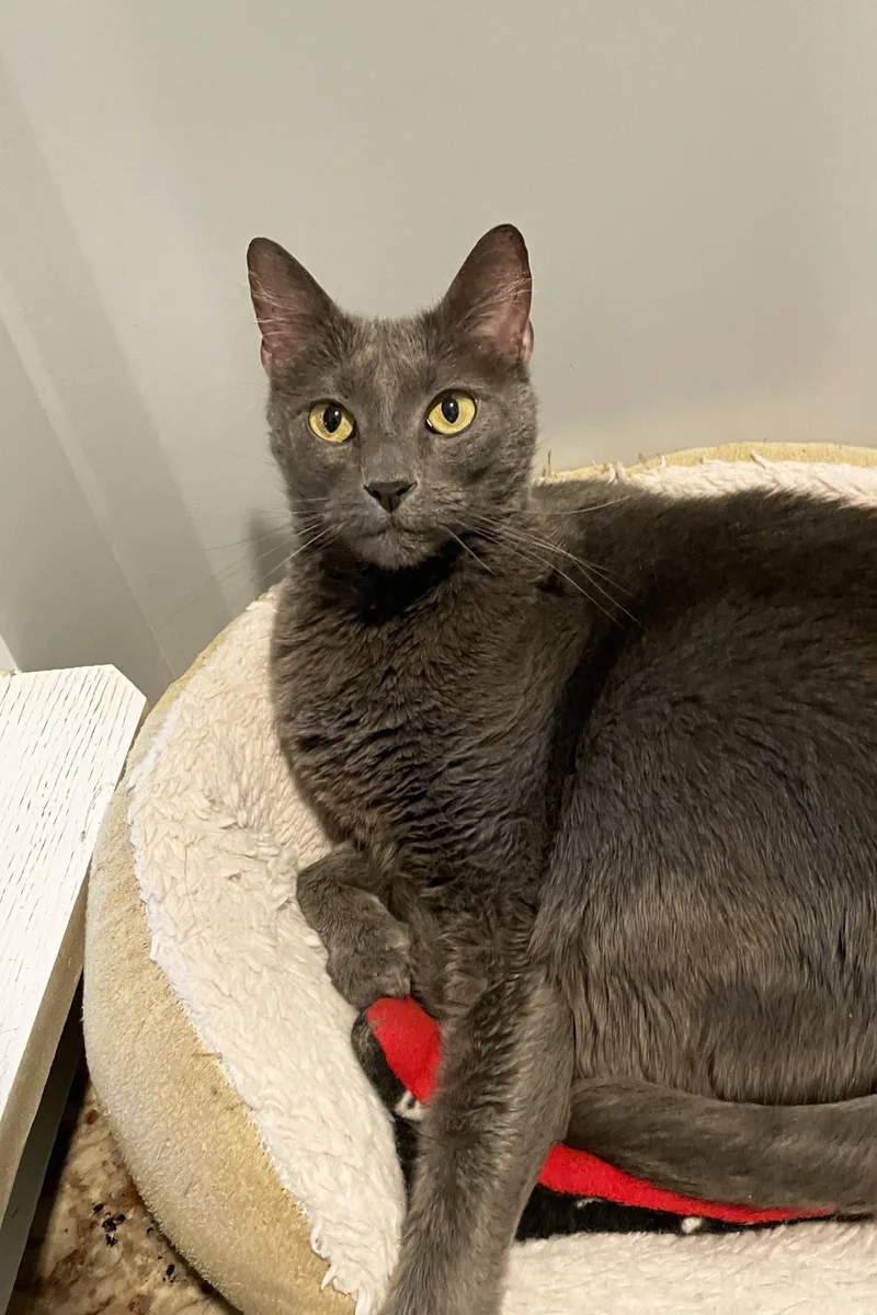 An adult large-sized female Gray / Blue / Silver Domestic Short Hair cat named Rhea for adoption in Lincoln, NE