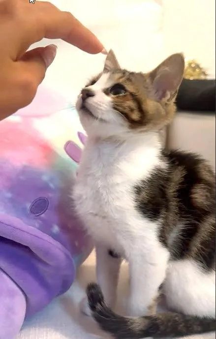 A baby small-sized female Tabby (Brown / Chocolate) Tabby cat named Chee Chee for adoption in Burbank, CA