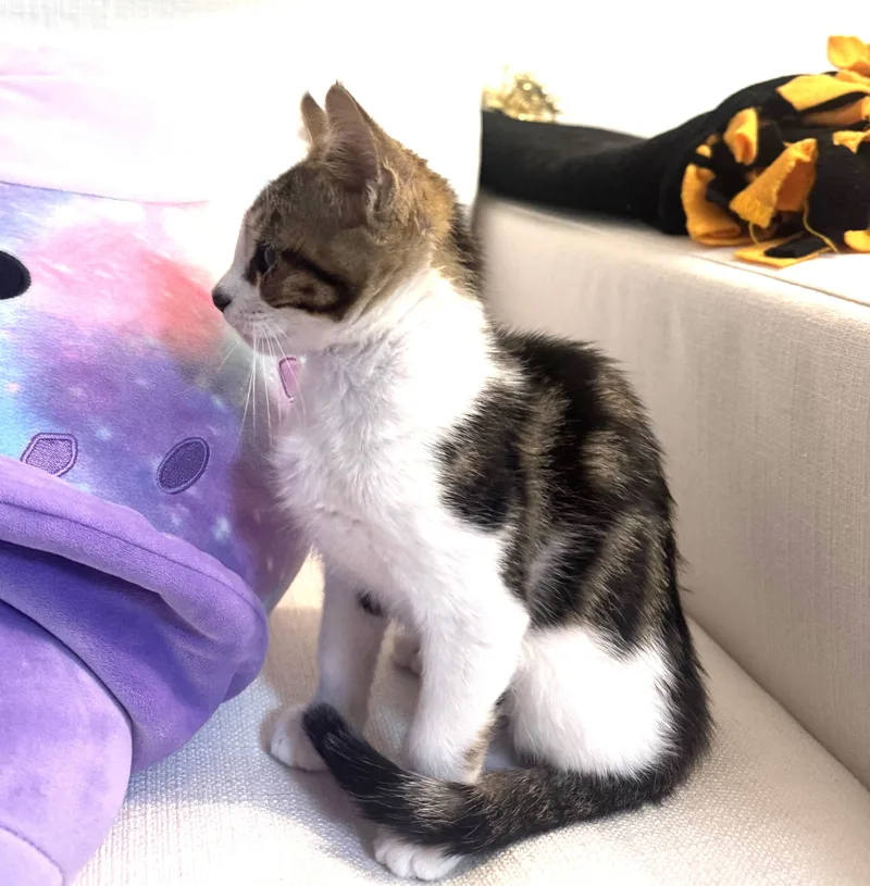 Chee Chee thumbnail 4