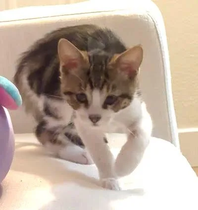 Chee Chee thumbnail 6