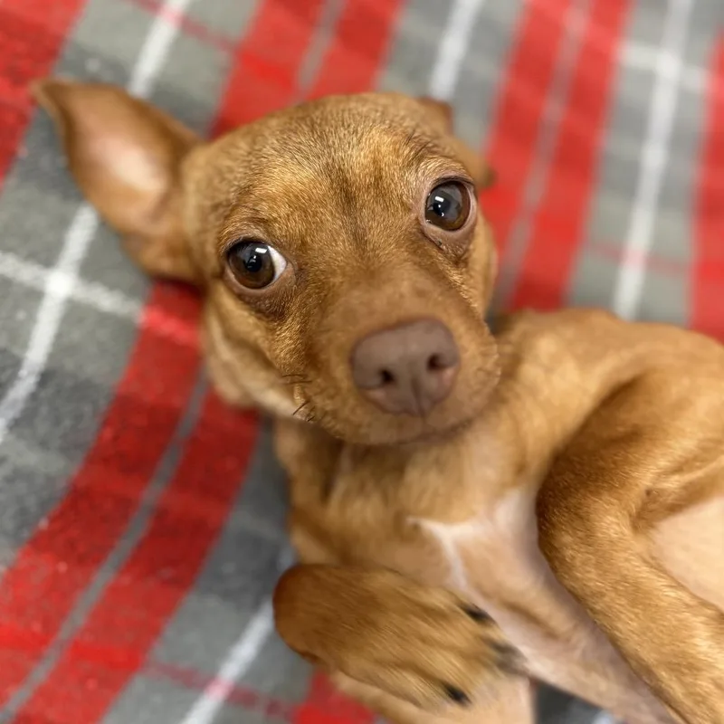 An adult small-sized female Brown / Chocolate Chihuahua dog named Tina for adoption in Houston, TX