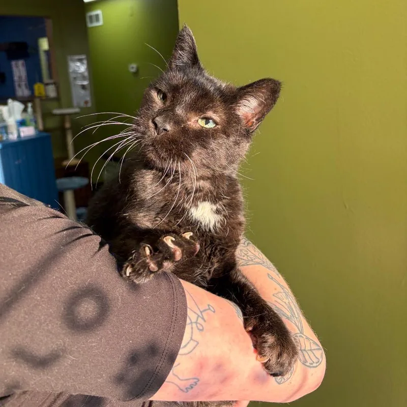 An adult large-sized male Black Domestic Short Hair cat named Ganache for adoption in Normal, IL