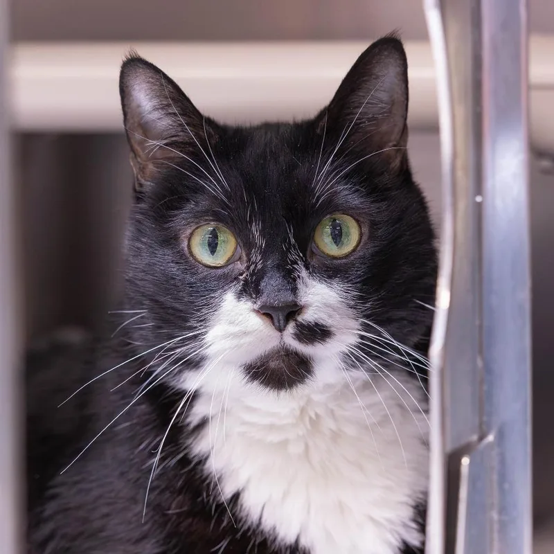 A senior large-sized female Black Domestic Short Hair cat named Georgina for adoption in Mentor, OH