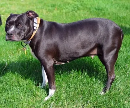 A young medium-sized female Black Mixed Breed dog named Fern for adoption in Hamilton, OH