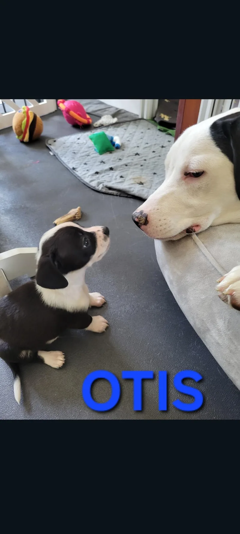 Otis
